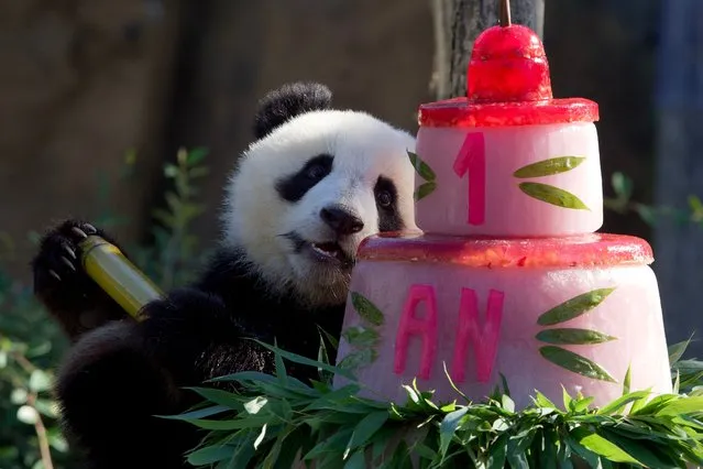 Panda cub Huanlili sits next her first birthday cake at the Beauval zoological park in Saint-Aignan, central France, on August 2, 2022. Twin panda cubs Yuandudu and Huanlili were born in the Beauval zoo on August 2, 2021. (Photo by Guillaume Souvant/AFP Photo)