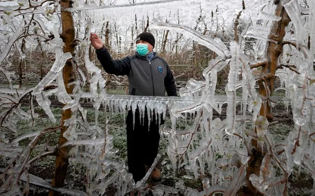 A worker checks melting ice on a frozen apple tree in an apple orchard outside the village of Miloslavov-Alzbetin Dvor near Bratislava, Slovakia, on March 25, 2020. Apple growers protect the blooming apple flowers from the freezing during night's low temperatures by icing them with over-tree sprinkler systems. (Photo by Joe Klamar/AFP Photo)
