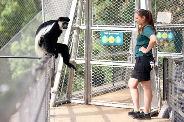 A Colobus monkey sits on a handrail next to an employee of London Zoo inside the new monkey valley enclosure in London, Britain on July 28, 2022. (Photo by Lisi Niesner/Reuters)