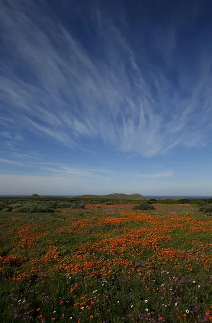 Wild flowers bloom in the Postberg section of South Africa's West Coast National Park, September 6, 2015. (Photo by Mike Hutchings/Reuters)