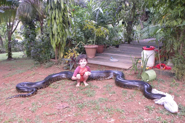 Mano Bascoules, 5, poses with a 17ft anaconda which ate a pet dog is blindfolded with a t-shirt in Montsinery, French Guiana. (Photo by Sebastien Bascoules/Barcroft Media/ABACAPress)