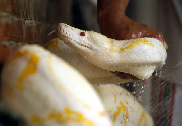 A Filipino man showers a six-year-old albino python at a street in Manila, the Philippines, 13 September 2014. Albino pythons are considered as one of the five largest snakes in the world. (Photo by Ritchie B. Tongo/EPA)