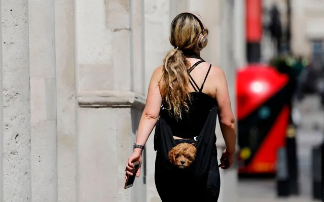 A woman carries a puppy in a sling-bag as she walks along Whitehall in central London on May 20, 2020, as lockdown mwasures are eased during the novel coronavirus COVID-19 pandemic. Britain's official coronavirus death toll is at least 41,000 with almost 10,000 dead in care homes in England and Wales alone, according to a statistical update released on Tuesday. (Photo by Tolga Akmen/AFP Photo)