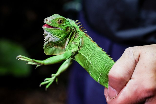 This photo taken on February 10, 2025 shows a captured green iguana being held in Pingtung. (Photo by I-Hwa Cheng/AFP Photo via Getty Images)