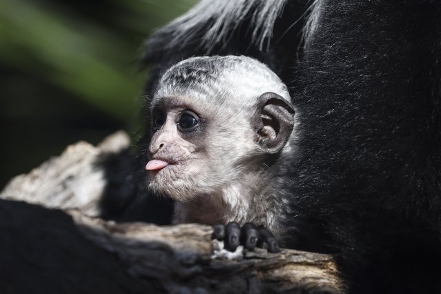 A one-month-old Black-and-White Colobus monkey sits with its mother in an enclosure at the National Zoo in Canberra on February 27, 2025. The baby was born as part of a breeding program at the zoo for these native African monkeys. (Photo by David Gray/AFP Photo)
