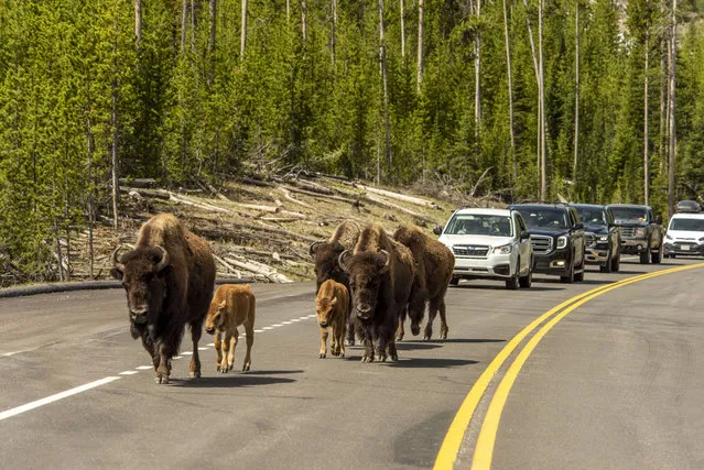 A group of cow bison and their newly born calves walk on the road  as Montana gates to Yellowstone National Park opened for day trips on June 1, 2020 in Yellowstone National Park, Wyoming. The park's Montana entrances opened as the state enters phase 2 of lifting lockdown measures imposed due to the COVID-19 pandemic. (Photo by William Campbell/Getty Images)