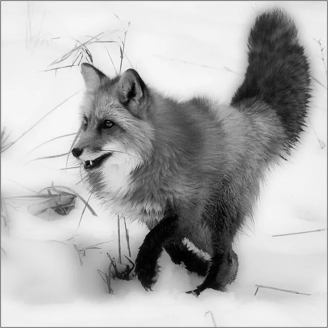 Red Fox Study.