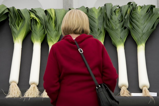 A woman looks at entries in “The National Leek Championships” at the Harrogate Autumn Flower Show, in northern England, on September 18, 2015. The Harrogate Autumn Flower Show runs from September 18-20, 2015. (Photo by Oli Scarff/AFP Photo)