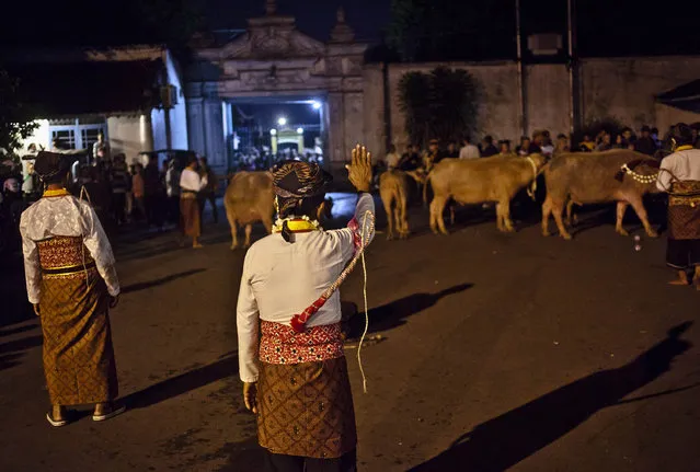 Javanese people try to calm the white buffalos (kebo bule) before the rituals night carnival “1st Suro” ( Javanese calender) during  Islamic New Year celebrations in Kasunanan Palace on November 14, 2012 in Solo City, Central Java, Indonesia. Javanese will celebrate the national holiday with ceremonies and rituals marking the 1434th Islamic New Year's Eve or “1st Suro”. The parade started from Keraton Kasunanan and is headed by a group of albino buffaloes, known as Kebo Bule. Local people believe that the parade of Heirlooms and Kebo Bule will bring them a better life. (Photo by Ulet Ifansasti)
