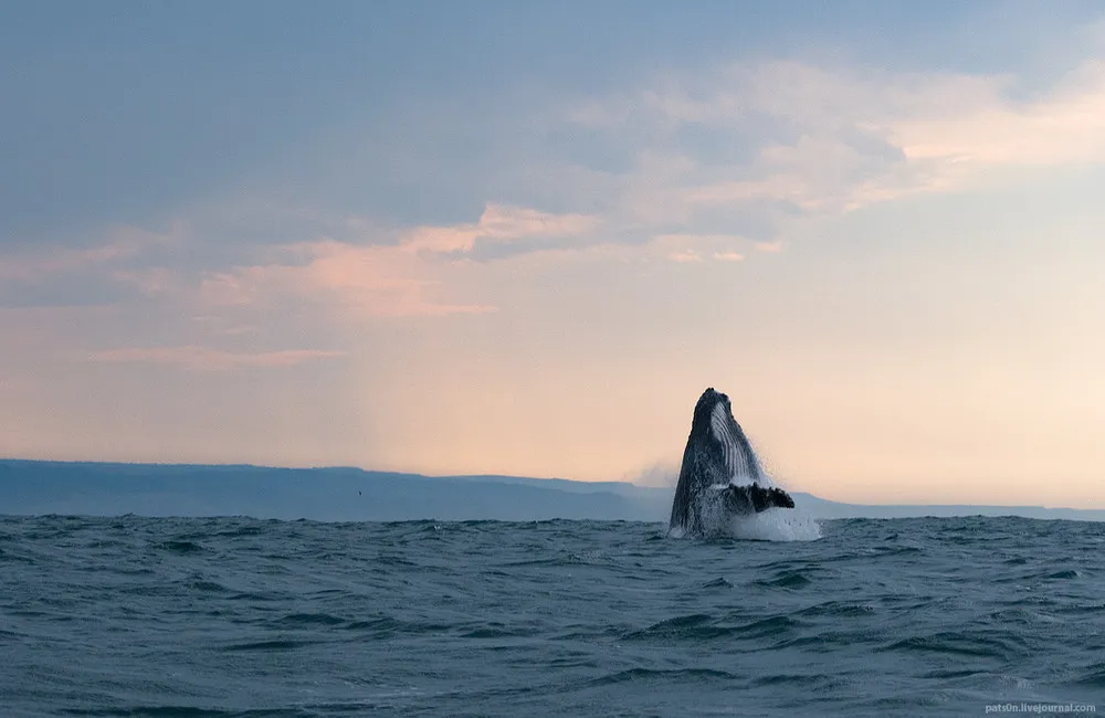 Whales by Photographer Alexander Safonov
