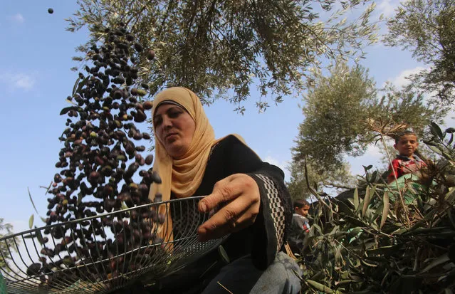 A Palestinian farmer sorts olives during harvest in the West Bank village of Awarta near Nablus October 11, 2014. (Photo by Abed Omar Qusini/Reuters)