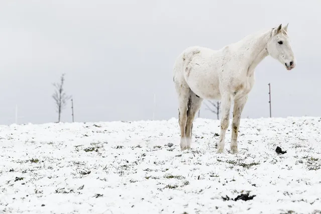 A horse stands on snow covered paddock near Bornersdorf in the so-called “Saechsische Schweiz” region in the eastern Saxony state, Germany, 19 December 2017. Meteorologist predict upcoming cold days with temperatures around zero degrees Celsius and snowfalls or rainfalls in the eastern parts of Germany. (Photo by Filip Singer/EPA/EFE)