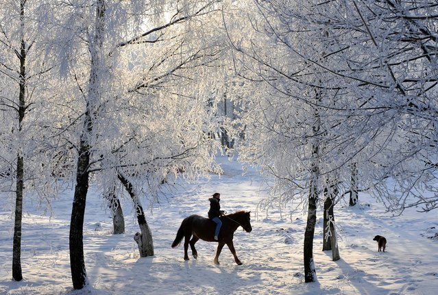 A woman rides in a forest in Smilovichi, Belarus, December 15, 2010. (Photo by Viktor Drachev/AFP Photo)