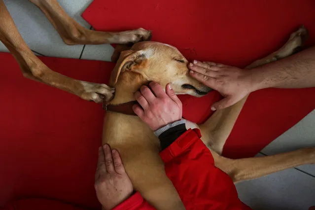 Atila, a trained therapeutic greyhound used to treat patients with mental health issues and learning difficulties, falls asleep as it is caressed by three patients at Benito Menni health facility in Elizondo, northern Spain, February 13, 2017. (Photo by Susana Vera/Reuters)