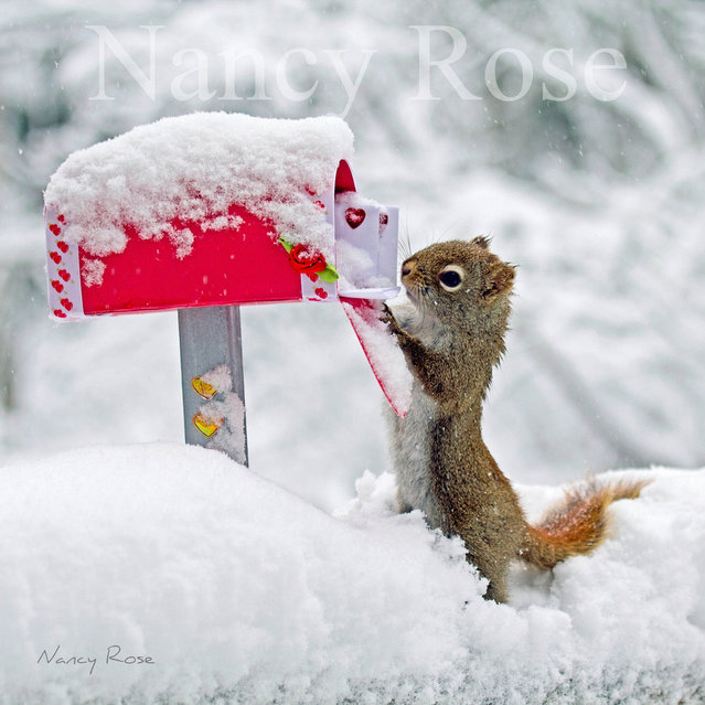 Squirrel Humour By Nancy Rose 