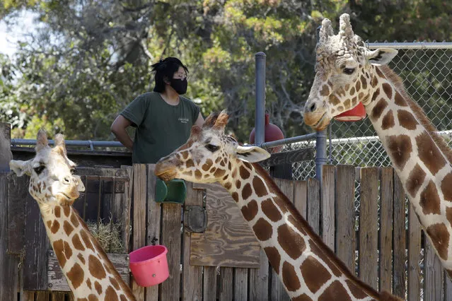 A masked zoo worker watches over giraffes at feeding time at the Oakland Zoo on July 2, 2020, in Oakland, Calif. Zoos and aquariums from Florida to Alaska are struggling financially because of closures due to the coronavirus pandemic. Yet animals still need expensive care and food, meaning the closures that began in March, the start of the busiest season for most animal parks, have left many of the facilities in dire financial straits. (Photo by Ben Margot/AP Photo)