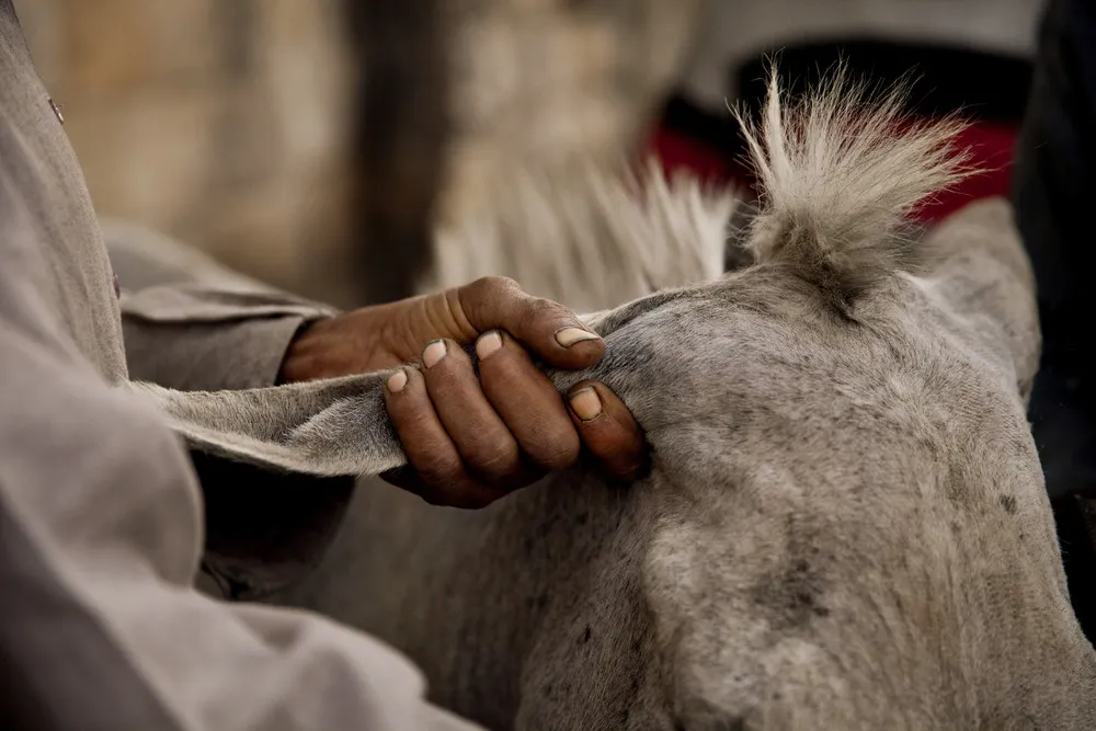 Donkey Barber Grooms Cairo's Animals