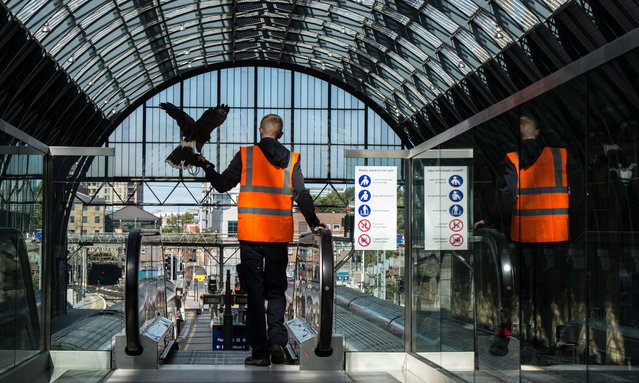 Hawk handler Max Bell, 26, takes the escalator down to the train platforms with his Harris Hawk called Aria, 2, at Kings Cross Station on September 8, 2016 in London, England. Max keeps his birds at home and is employed to fly hawks regularly at the train station and other sites around the south of England to scare off pigeons. (Photo by Chris J Ratcliffe/Getty Images)