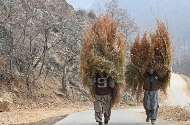 Kashmiri men carry grass for cattle on the outskirts of Srinagar on January 17, 2018. (Photo by Tauseef Mustafa/AFP Photo)