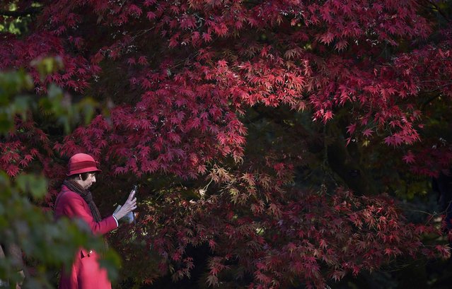 A visitor photographs autumn colours and foliage at Westonbirt Arboretum near Tetbury in southwest England, Britain, October 12, 2015. Planted in the heyday of Victorian plant hunting in the mid-nineteenth century, today Westonbirt Arboretum makes claim to have one of the finest tree collections in the world. (Photo by Toby Melville/Reuters)