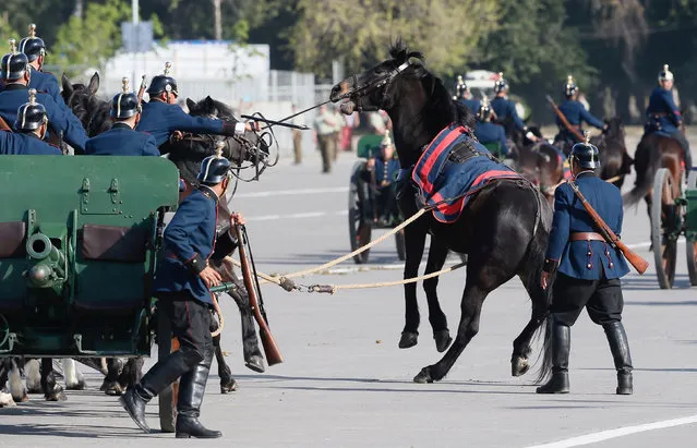 Chilean soldiers attempt to get a horse under control during the annual military parade at the Bernardo O'Higgins park in Santiago, Chile, September 19, 2016. (Photo by Rodrigo Garrido/Reuters)