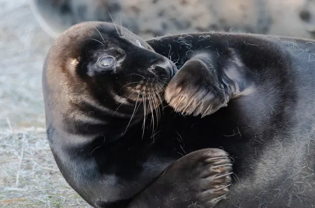 A pair of mucky seal pups in December 2022 roll around in the mud at Donna Nook, a village in Lincolnshire known for its colony of grey seals during the winter months. (Photo by Steve Weaver/Solent News & Photo Agency)