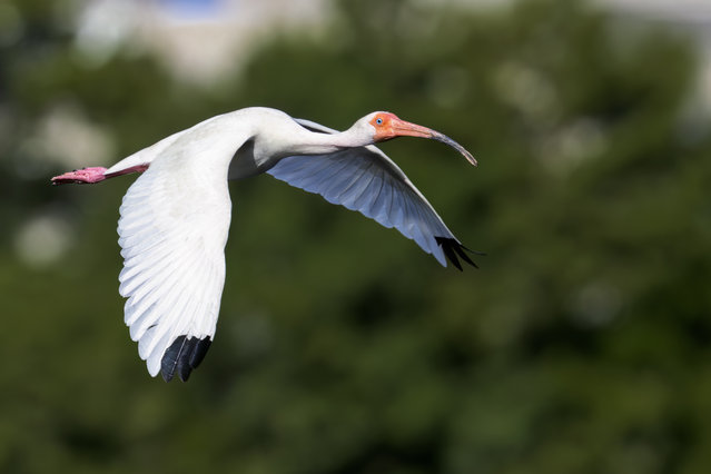 A white ibis flies over Lake Eola Park in downtown Orlando, United States on June 26, 2025. The park is a wildlife oasis in the downtown area and is home to dozens of swans, geese, and many other species of birds. (Photo by Ronen Tivony/NurPhoto/Rex Features/Shutterstock)