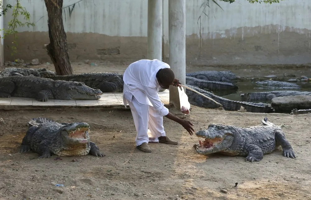 Pakistani Pilgrims Flock to Crocodile Shrine as Taliban Threat Recedes