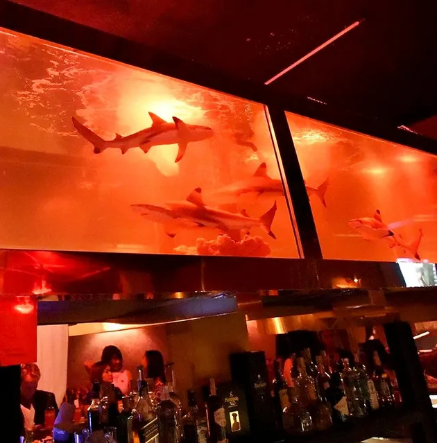 Horrified animal welfare groups fear baby sharks kept as a bizarre attraction in a brothel have been eaten – by the landlord. Shocking videos show the the fish crammed into an aquarium illuminated with red lights hanging above s*x works at a seedy “gentlemen's club” in, Bangkok Thailand. Five exotic black tip sharks – which can grow up to 8.5ft – float in the filthy water while holidaymakers take their pick of women in skimpy dresses. Drinkers – who even boast of feeding the sharks – had been flocking to the the sеx club in the Thai capital's notorious red light district. But rescue workers alarmed at the poor condition of the sharks stepped in last month amid fears the creatures were becoming too big for the tank. Shockingly, the Thai landlord allegedly said to rescuers that “he'd rather eat them” than release the creatures. There are now fears that the sharks have been served up in soup or as steaks after they suddenly disappeared overnight when groups tried to free them. Paul Friese from marine group Bali Sharks said he arranged to rescue the sharks but when he arrived they had “vanished”. (Photo by SWNS.com)