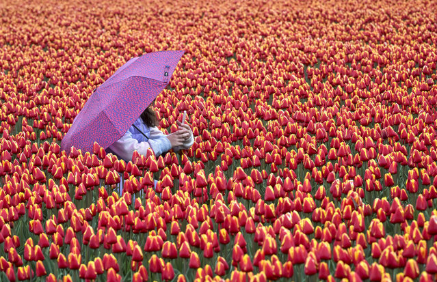 A woman walks among the tulips in Amsterdam, Netherlands on April 16, 2025. The Netherlands, located in Northwestern Europe, is known for its historical sites, distinctive architecture, and unique landscapes. Amsterdam, Zaanse Schans, and Giethoorn are among its most visited locations. (Photo by Halil Sagirkaya/Anadolu via Getty Images)