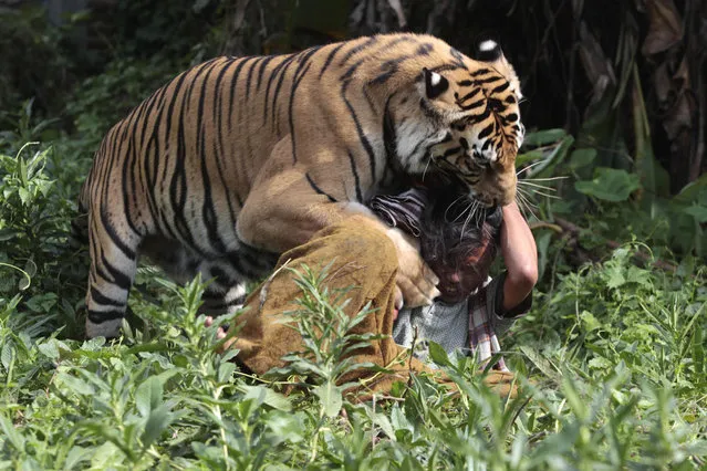 Four-year-old bengal tiger “Mulan Jamila” plays with keeper Soleh at Al Khaffah Islamic school in Malang, Indonesia's East Java province March 19, 2013. The tiger, a gift from a friend, is kept as a pet at the school under a government permit, according to the school. Soleh has fed the tiger 5 kg (11 lbs) of meat per day since the animal was three months old. Picture taken March 19, 2013. (Photo by Sigit Pamungkas/Reuters)