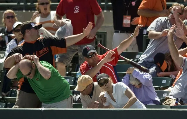 Baseball fans protect themselves from a bat flying into the stands from the hands of Baltimore Orioles designated hitter Wilson Betemit during the fifth inning of a MLB spring training baseball game against the Boston Red Sox in Sarasota, Florida, March 25, 2013. (Photo by Steve Nesius/Reuters)