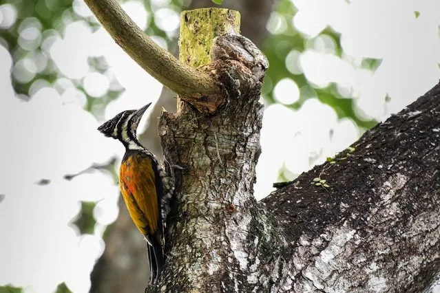 A common flameback woodpecker waits to feed on insects on a tree branch at a park in Singapore on October 22, 2020. (Photo by Roslan Rahman/AFP Photo)