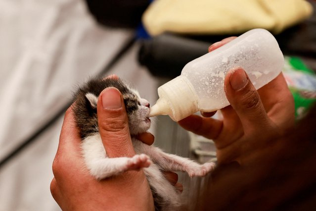 A member of the Animal Rights Federation (HAYTAP) feeds milk to a baby cat at a set up makeshift shelter to treat injured animals and unite them with their families in the aftermath of the deadly earthquake in Antakya, Hatay province, Turkey on February 21, 2023. (Photo by Thaier Al-Sudani/Reuters)