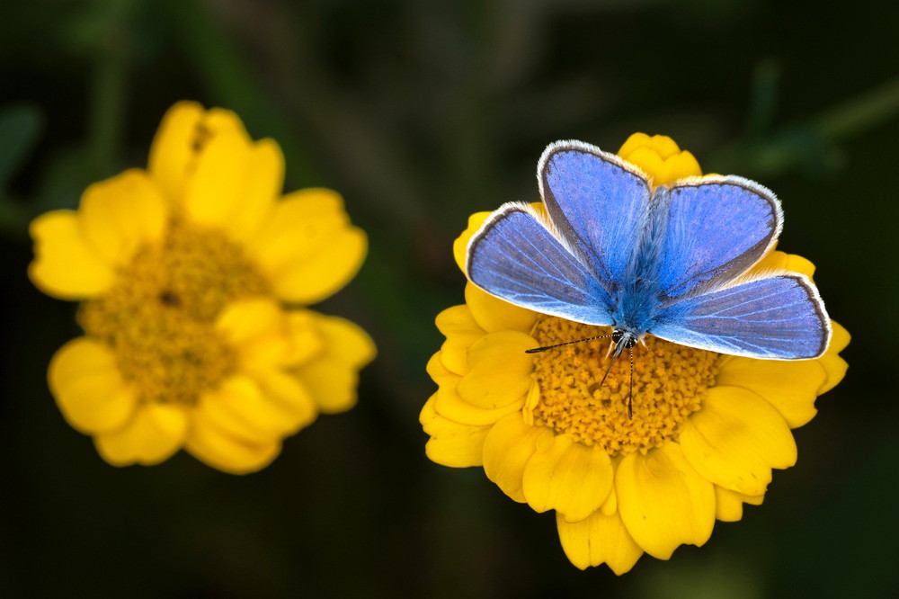 Some Photos: Insects