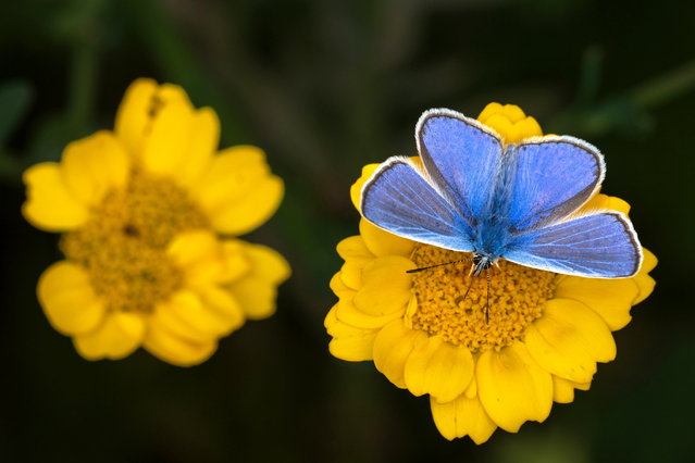 A common blue butterfly in the south Shropshire, UK meadow on September 7, 2025. (Photo by Andrew Fusek Peters/South West News Service)