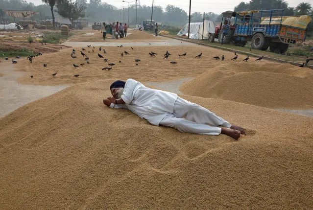 A farmer rests on a heap of harvested rice crop at a wholesale grain market in Chandigarh, October 4, 2016. (Photo by Ajay Verma/Reuters)