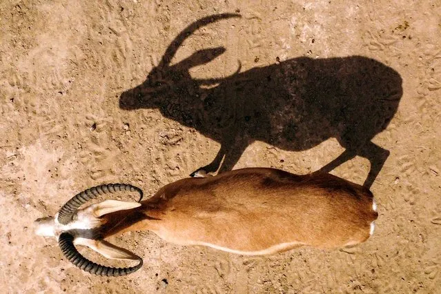 This aerial view shows a Rhim gazelle grazing at the Sawa wildlife reserve in the desert of Samawa in Iraq's southern province of al-Muthanna on June 8, 2022. Gazelles at the Iraqi wildlife reserve are dropping dead from lack of food, making them the latest victims in a country where climate change adds to the burdens after years of war. In little over one month, the slender-horned gazelle population at the reserve has dropped from 148 to 87. Lack of funding along with a shortage of rain has deprived them of food, another reflection of the country's drought which has dried up lakes and led to declining crop yields. The International Union for Conservation of Nature classes the animals as endangered on its Red List. (Photo by Asaad Niazi/AFP Photo)
