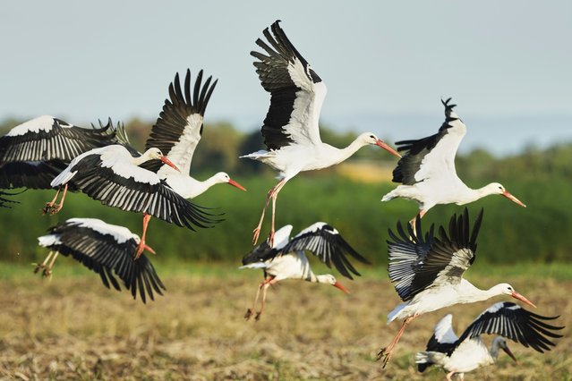 Storks fly over fields in Buettelborn near Frankfurt, Germany, Tuesday, September 23, 2025. (Photo by Michael Probst/AP Photo)
