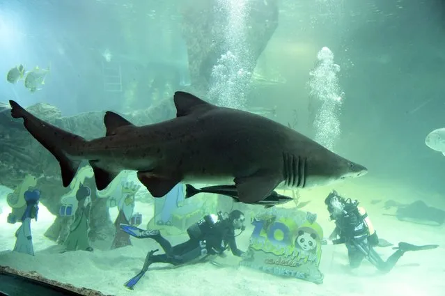 Two divers place a christmas sign inside an aquarium as sharks pass at Madrid's Zoo on December 11, 2014. (Photo by Javier Soriano/AFP Photo)