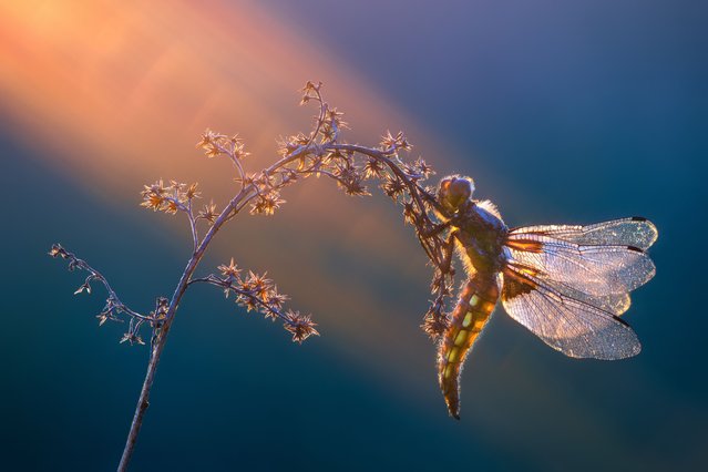 An insect looks stunning while caught in a ray of light, July 2016. (Photo by Petar Sabol Sharpeye/Rex Features/Shutterstock)