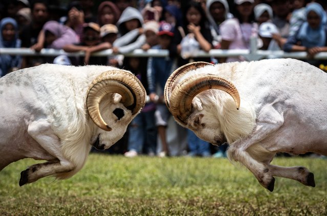 Garut sheep, locally known as Domba Garut, charge toward each other during the annual sheep show of the President Cup 2025 at Pakansari Stadium in Bogor, West Java, Indonesia, on September 21, 2025. (Photo by Aditya Aji/AFP Photo)