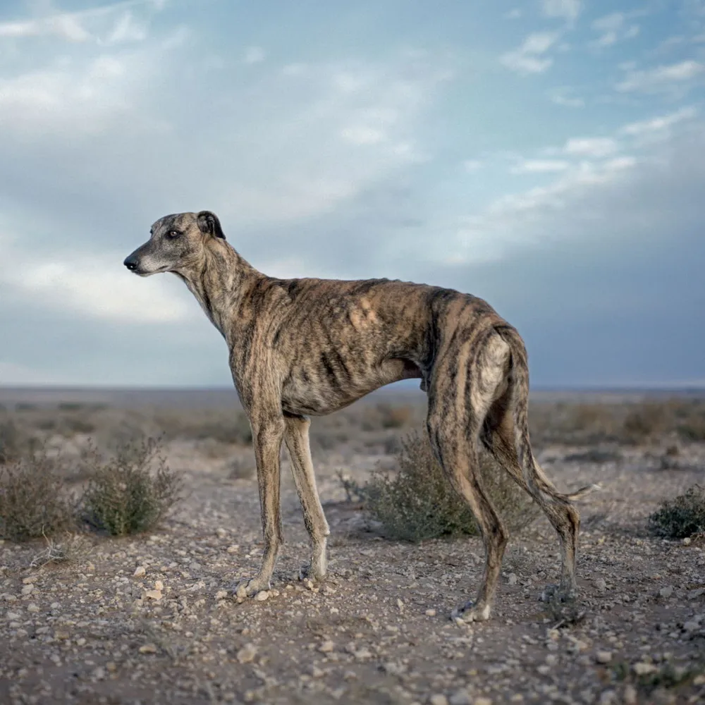 A Feral Africanis: a Wild Breed of Dog by Photographer Daniel Naudé