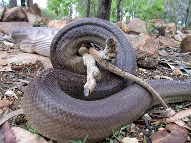 A python swallows a wallaby at Nitmiluk National Park in Australia’s Northern Territory, on December 29, 2014. (Photo by Paul O'Neill/AFP Photo/Parks and Wildlife Commission of the Northern Territory)
