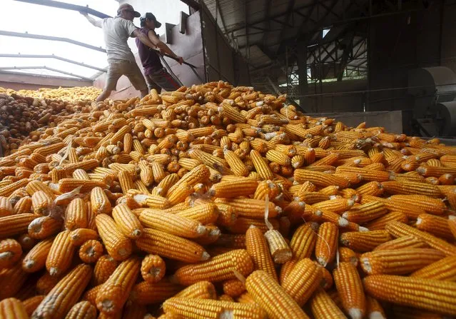 Men rake through corns at a factory of a buying agent in Son La province, northwest of Hanoi, Vietnam October 13, 2015. (Photo by Reuters/Kham)