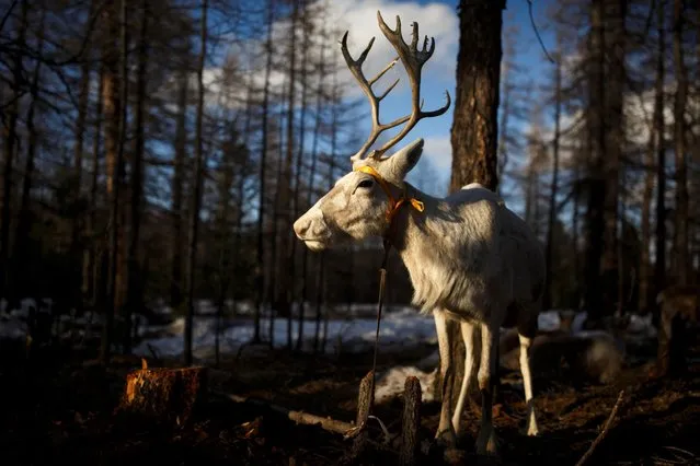 A reindeer stands in the evening sun after an afternoon of grazing in the camp of Dukha reindeer herder Erdenebat Chuluu in a forest near the village of Tsagaannuur, Khovsgol aimag, Mongolia, April 18, 2018. (Photo by Thomas Peter/Reuters)