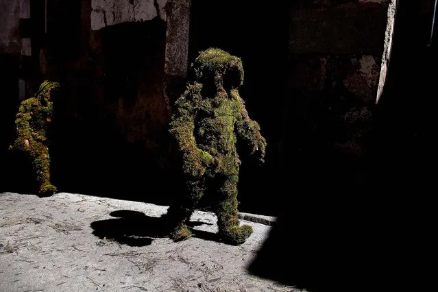 Hombres de Musgo or “Moss Men” take part in the Corpus Christi procession in Bejar, Spain, on June 2, 2013. The tradition, which dates back to 1397, originates from a legend involving Christians reconquering the town by entering under cover of darkness covered in moss to camouflage themselves from the Muslim guards. This tradition merged with the Corpus Christi procession in the 14th Century. (Photo by Pablo Blazquez Dominguez/Getty Images)
