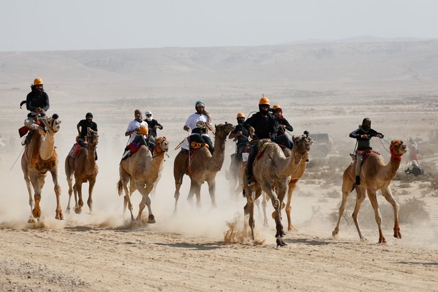 Members of Israel's Bedouin Arab minority and other Israelis race camels as part of an initiative to help preserve Bedouin culture, near Ashalim in southern Israel, on November 1, 2024. (Photo by Amir Cohen/Reuters)