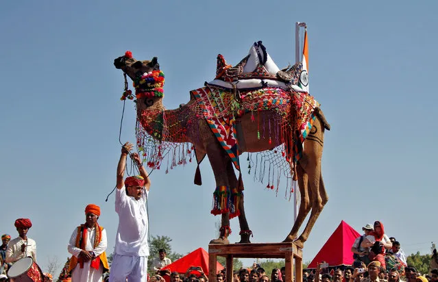 A decorated camel performs a dance during a competition at Pushkar Fair, where animals, mainly camels, are brought to be sold and traded in the desert Indian state of Rajasthan, India, November 9, 2016. (Photo by Himanshu Sharma/Reuters)