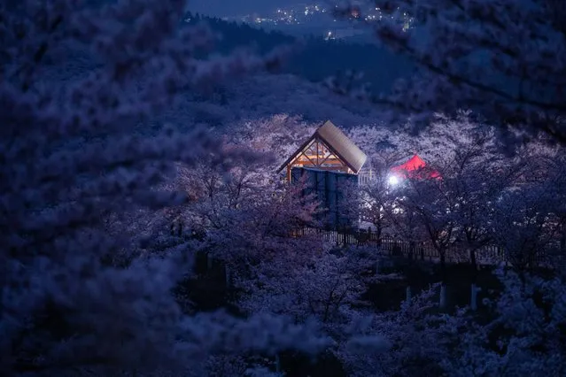 A wood house is seen inside the cherry garden in Huangla Township, Anshun City of southwest China's Guizhou Province, March 16, 2021. Huangla Township has taken advantage of cherry blossom tourism industry to develop the local economy and provide jobs for nearby areas. (Photo by Liu Xu/Xinhua News Agency)